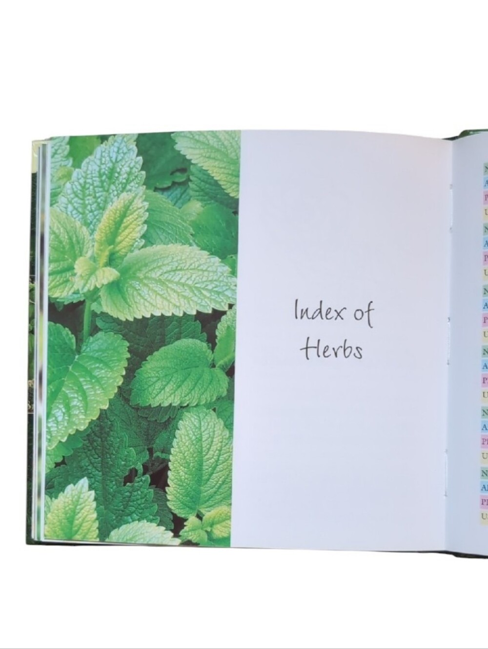 🌿 Herb Gardening – Illustrated Guidebook Perfect for Beginners - Picture 4 of 4